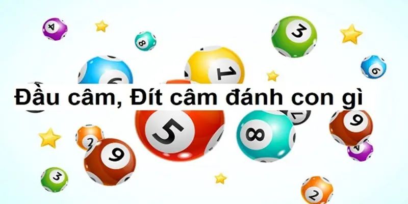 dau-cam-dit-cam